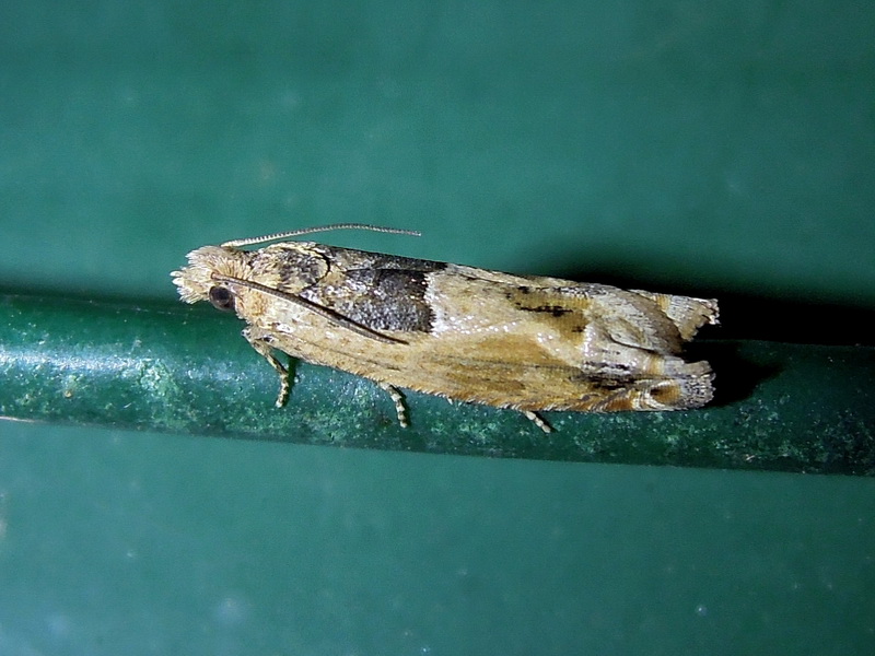 Crocidosema plebejana (Tortricidae)